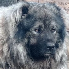 Схема вышивки «кавказская овчарка»