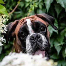 Схема вышивки «Портрет батюхи»