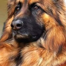 Схема вышивки «немецкая овчарка»