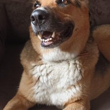 Схема вышивки «Вольтик»