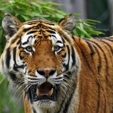 Схема вышивки «Уссурийский тигр»