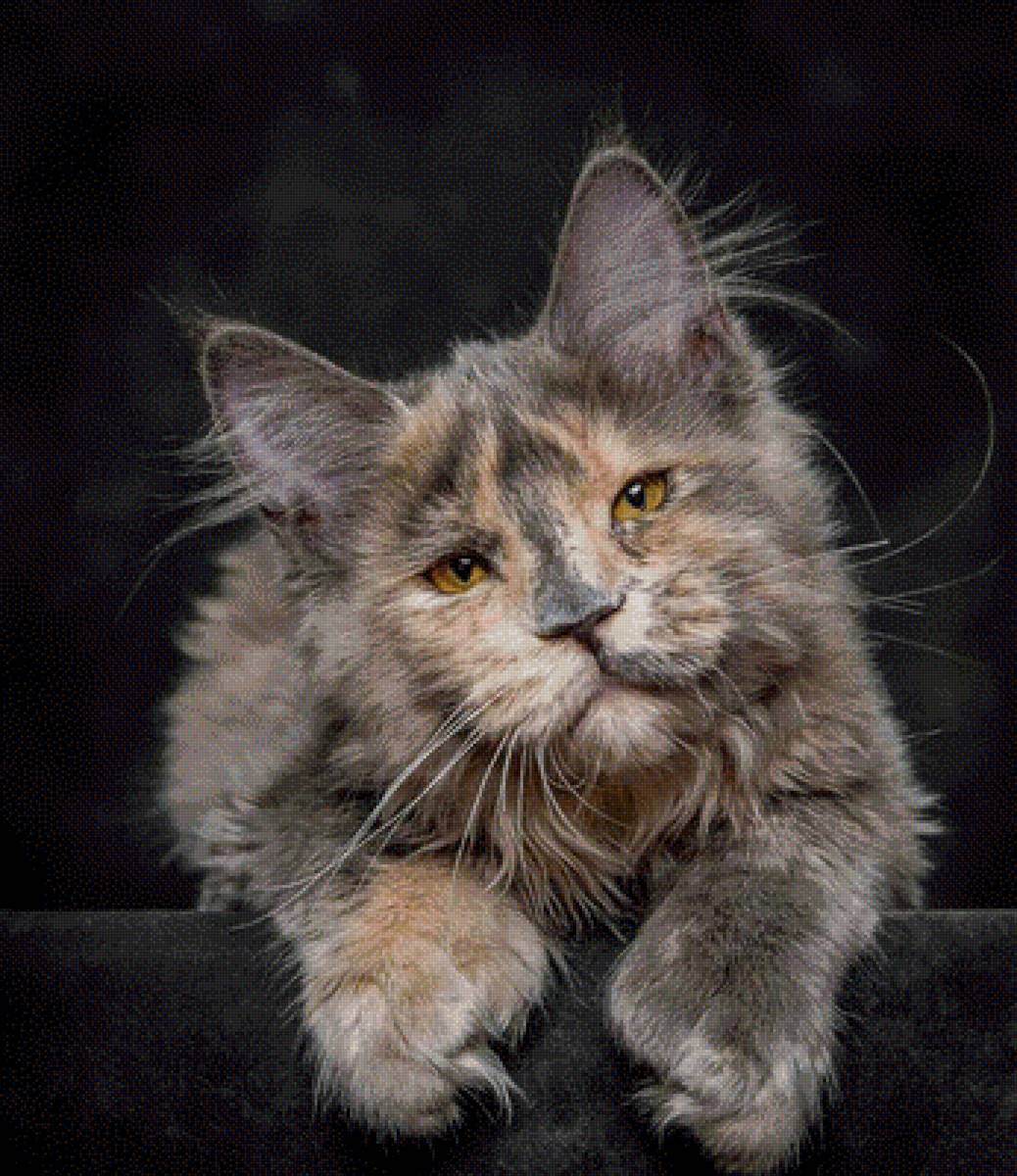 Мейн-кун - фотографии - предпросмотр