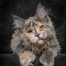 Схема вышивки «Мейн-кун»