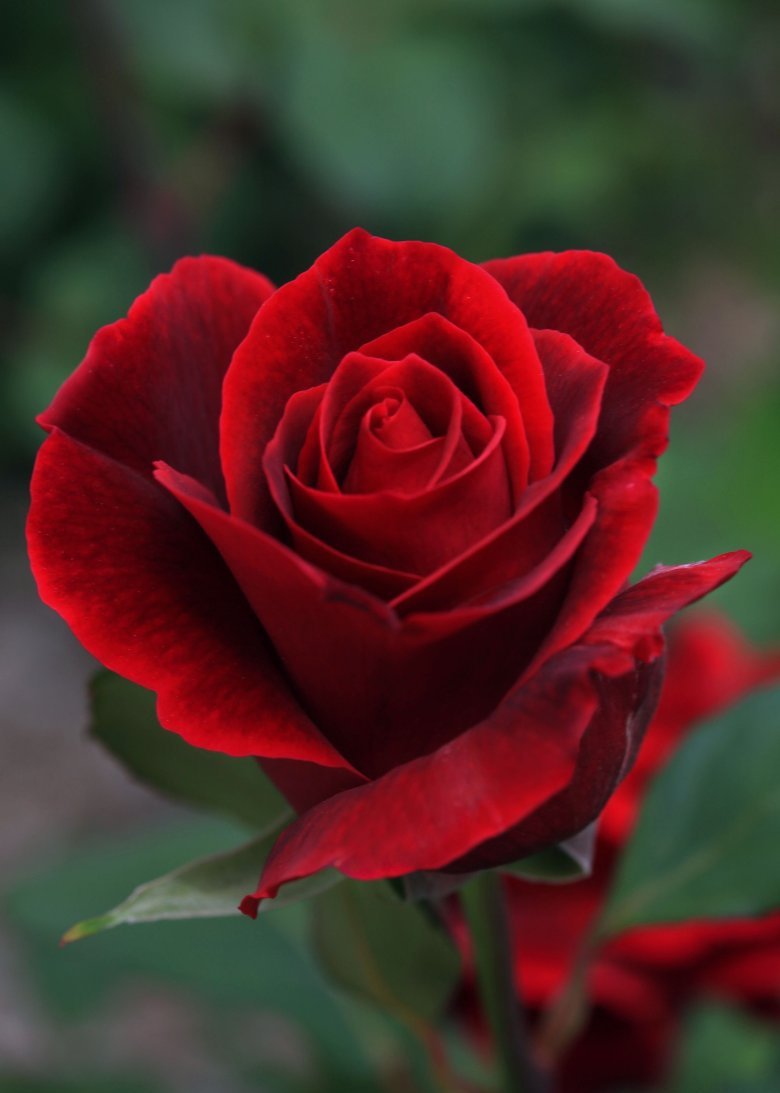 Красная роза - фотографии - оригинал