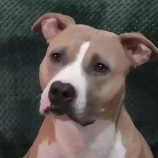 Схема вышивки «амстафф Гретта»