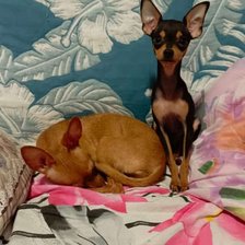 Схема вышивки «Тойчики»