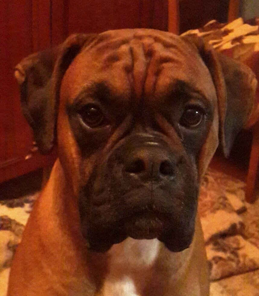 Боксер - животные - оригинал