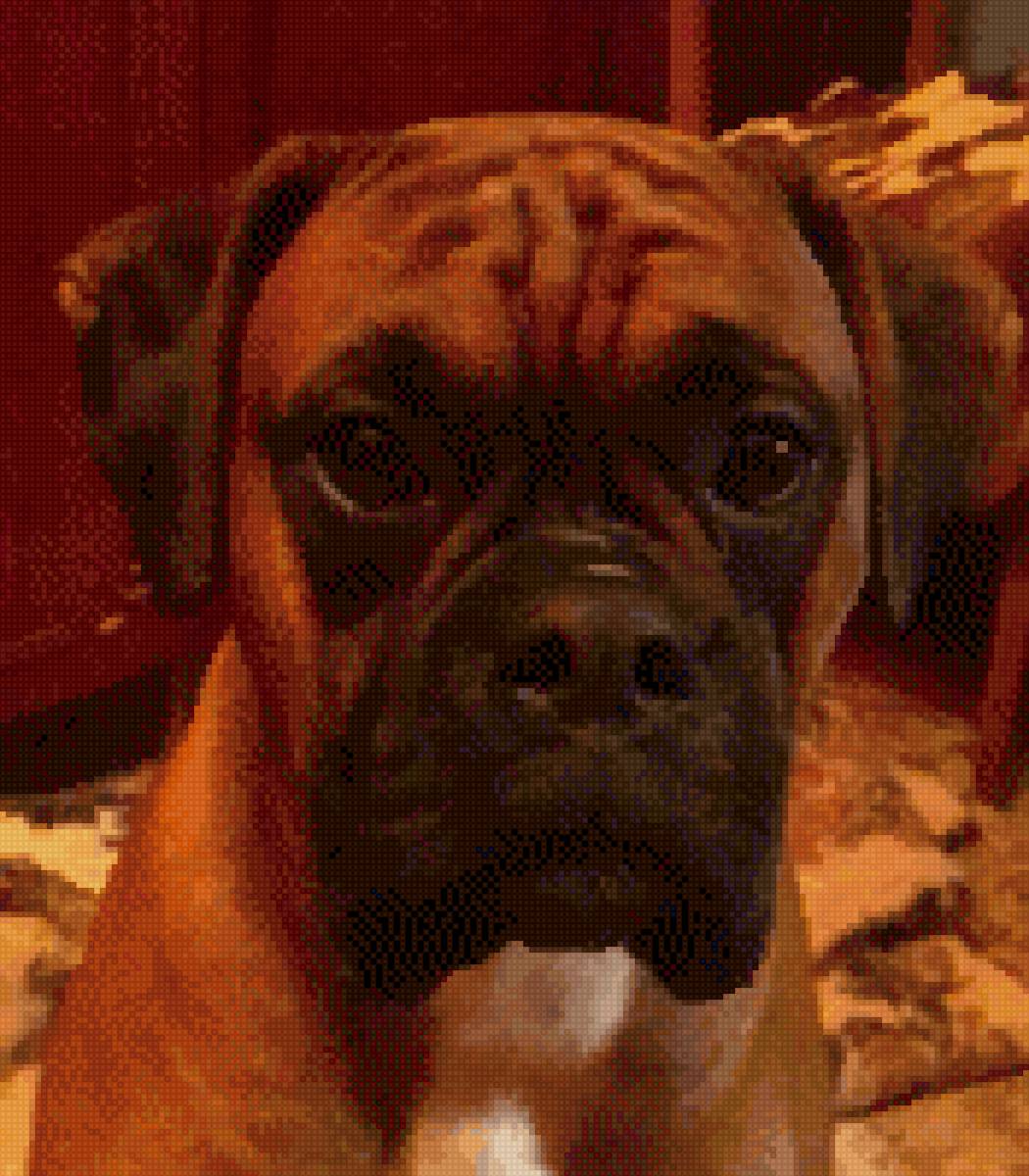 Боксер - животные - предпросмотр