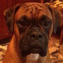 Схема вышивки «Боксер»