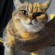 Схема вышивки «Мия»