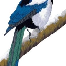 Схема вышивки «Сорока»