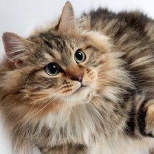 Схема вышивки «Кошка»