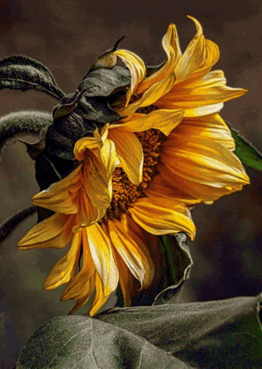 подсолнух - подсолнух - предпросмотр