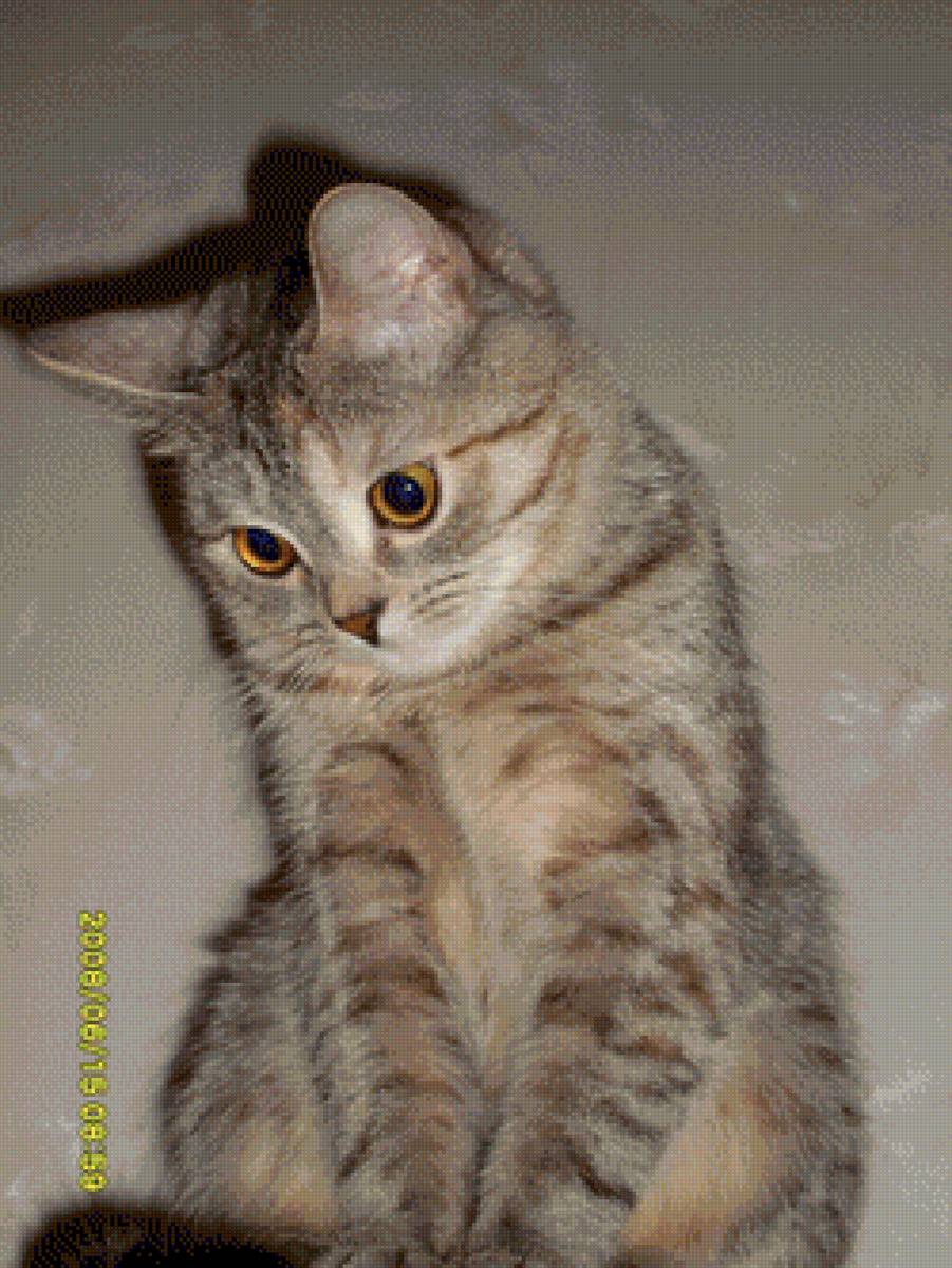 БЕТТИ - бетти - предпросмотр