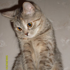 Схема вышивки «БЕТТИ»