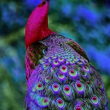 Схема вышивки «Khổng tước»