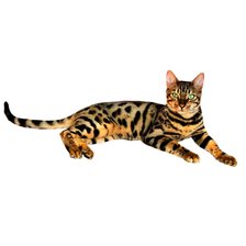 Схема вышивки «Бенгальская кошка»