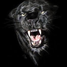 Схема вышивки «Пантера»