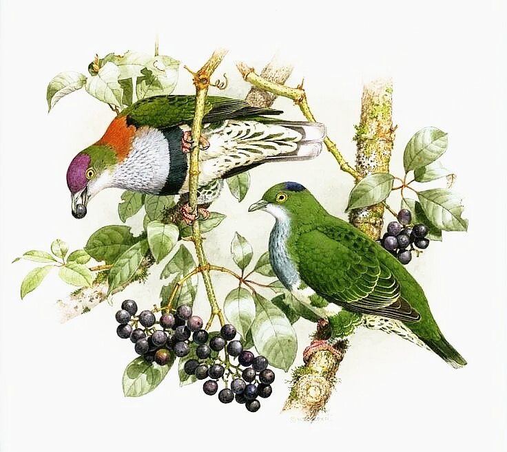 №2741839 - птицы - оригинал