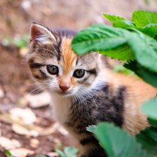 Схема вышивки «№2742042»