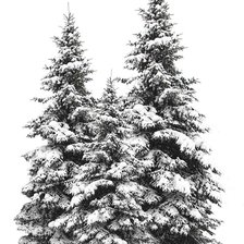 Схема вышивки «Ели»