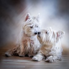 Схема вышивки «Нежность»