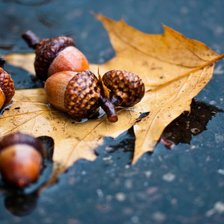 Схема вышивки «желуди»