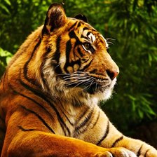 Схема вышивки «тигр»