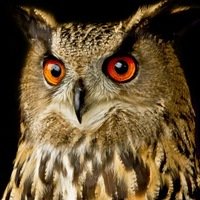 Схема вышивки «сова»