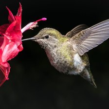 Схема вышивки «Колибри»