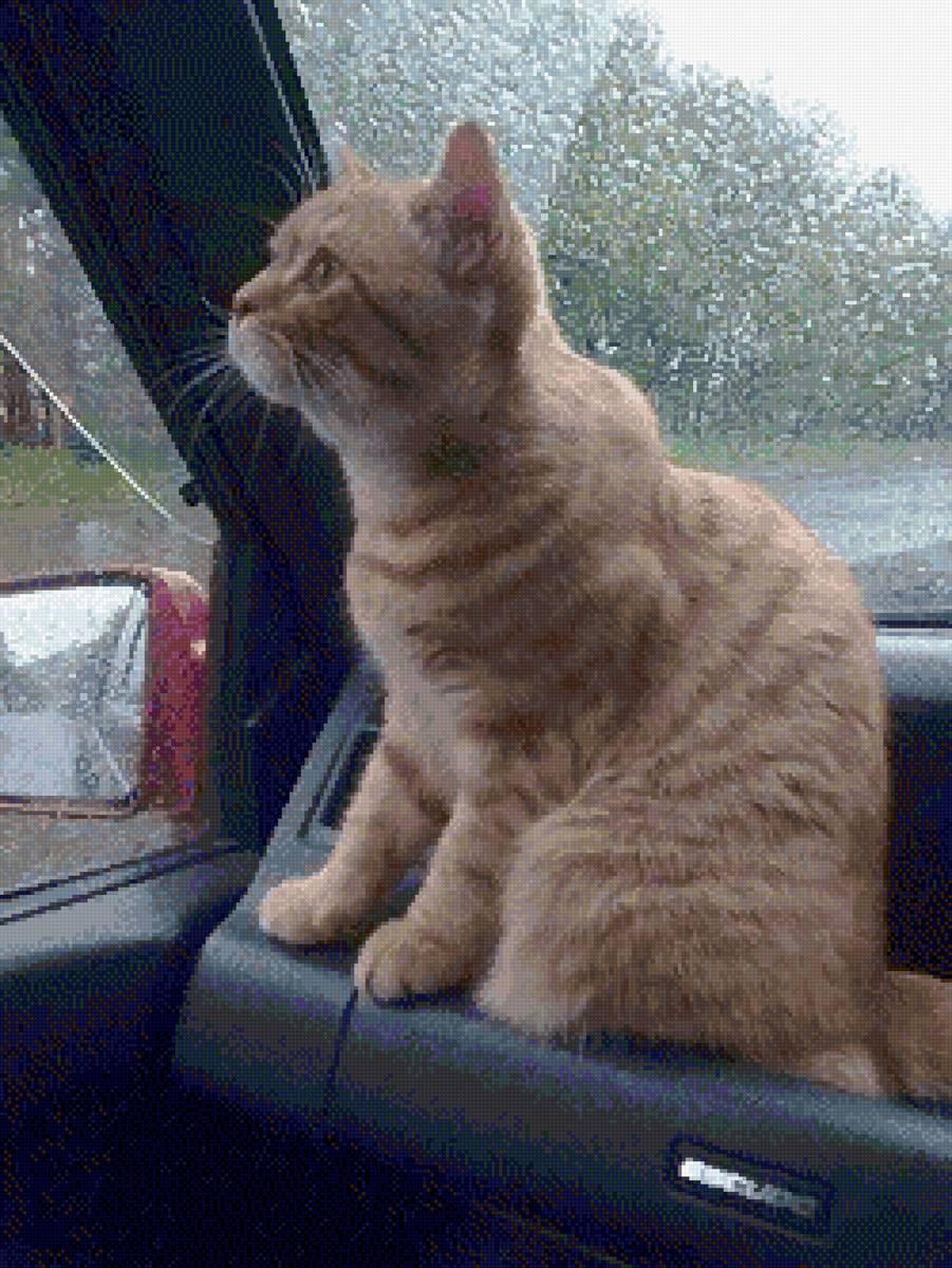 Мубыса - кошка, кот, рыжий кот - предпросмотр