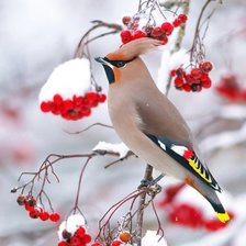Схема вышивки «Свиристели»