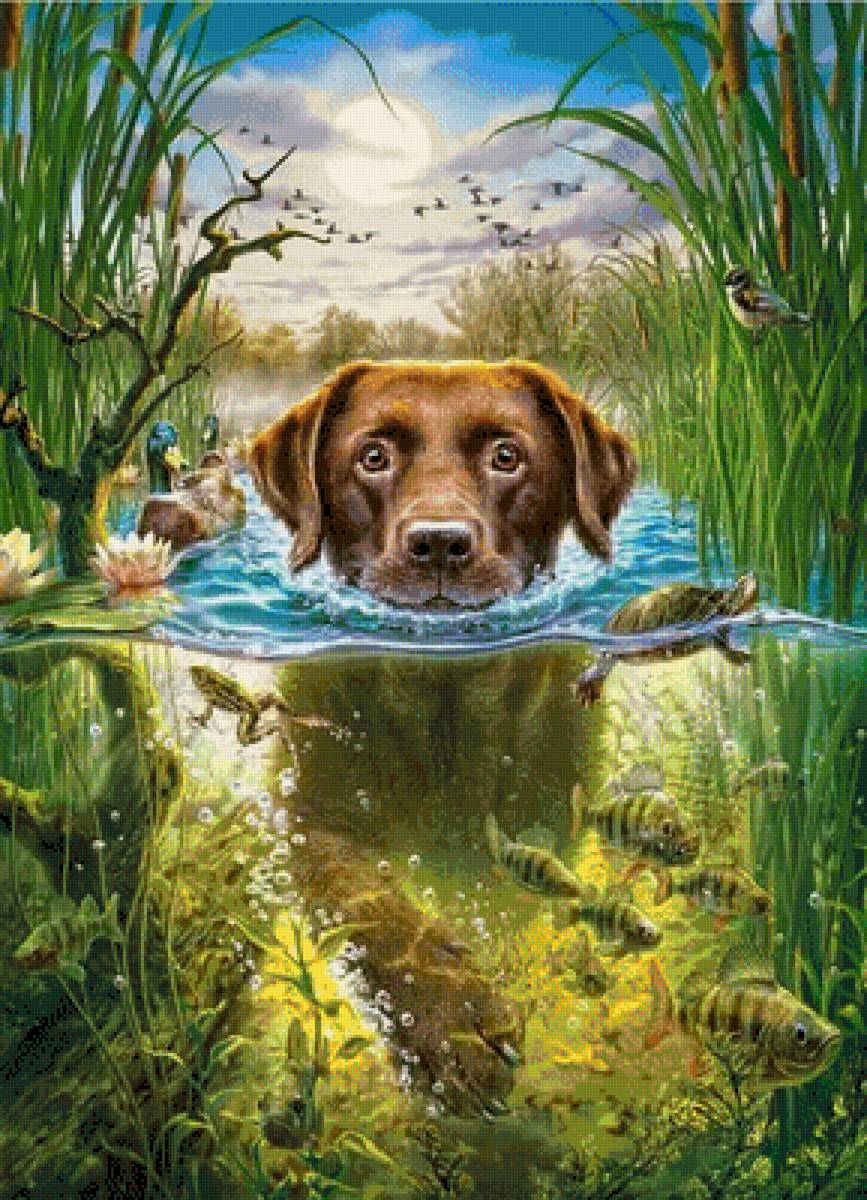 собака в реке - собака - предпросмотр