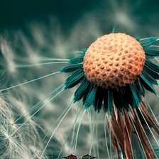 Схема вышивки «Одуванчик»