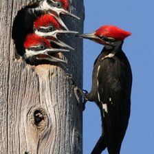 Схема вышивки «Дятел»