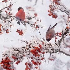 Схема вышивки «№2746804»