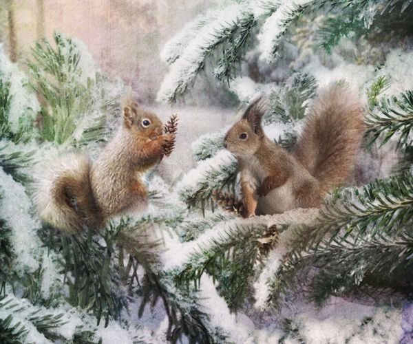 Белочки - оригинал