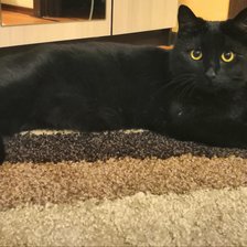 Схема вышивки «Сэр Томас»