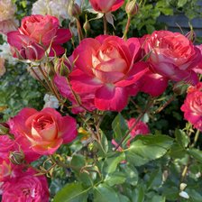 Схема вышивки «Мидсаммер»