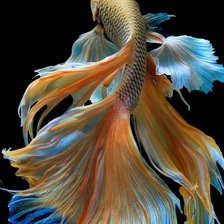 Схема вышивки «Золотая рыбка»