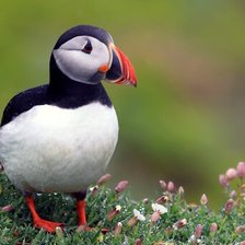 Схема вышивки «ПТИЦА»