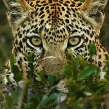 Схема вышивки «Взгляд кошки»