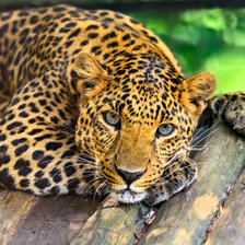 Схема вышивки «Отдых леопарда»