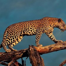 Схема вышивки «Леопард идёт»