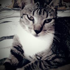 Схема вышивки «Pelu»