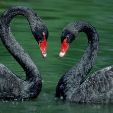 Схема вышивки «Łabędzie»