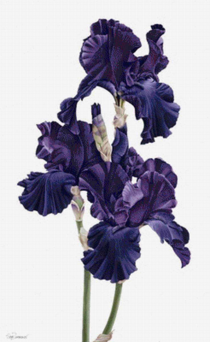 Ирис - цветы, ирис - предпросмотр