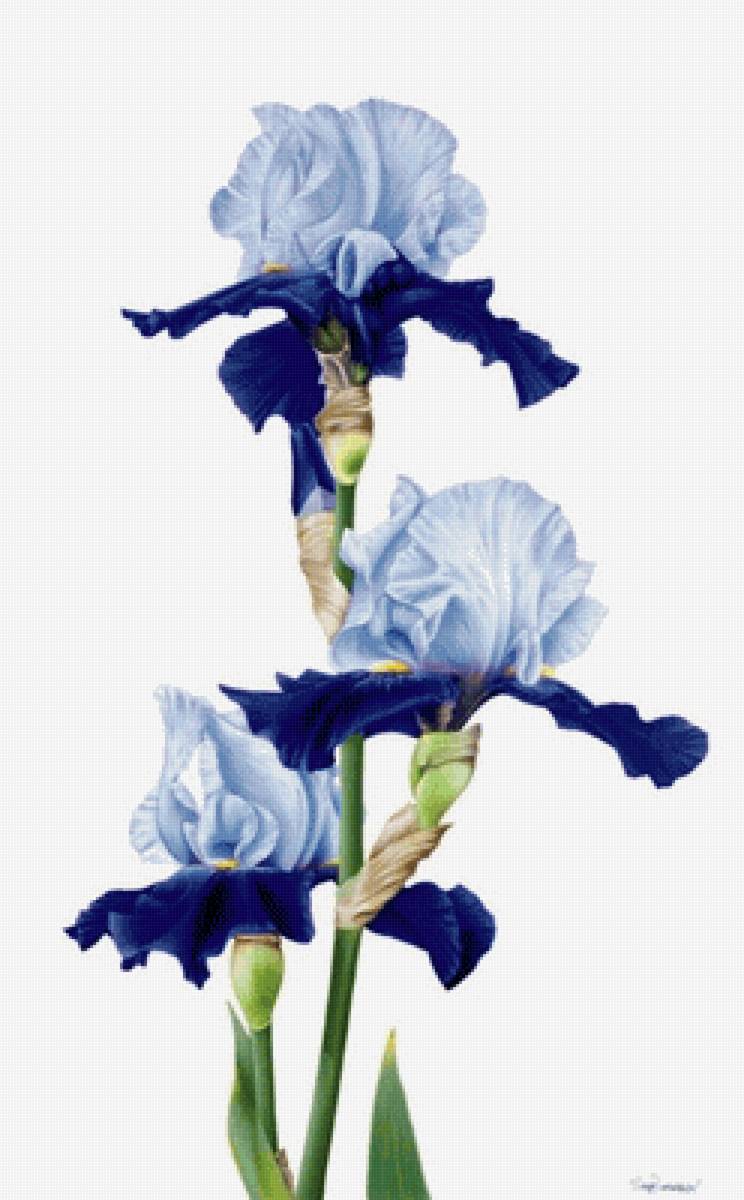 Ирис2 - цветы, ирис - предпросмотр