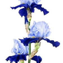 Схема вышивки «Ирис2»