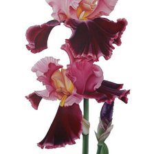 Схема вышивки «Ирис3»